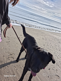 Disponibile per monta