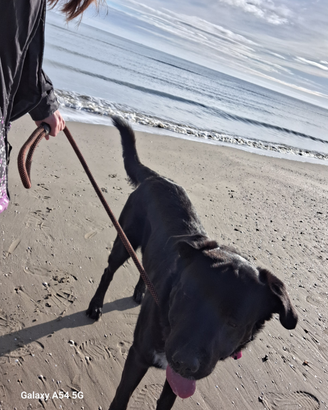 Disponibile per monta