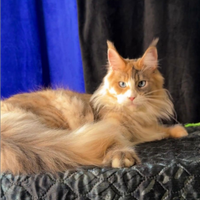 Maine coon femmina