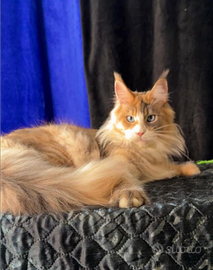 Maine coon femmina