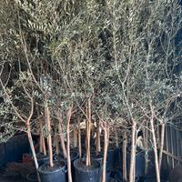 OLIVO VASO 35 LECCINO