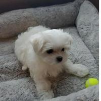 Maltesi maltese