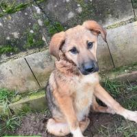 Cuccioli in adozione