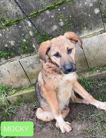 Cuccioli in adozione