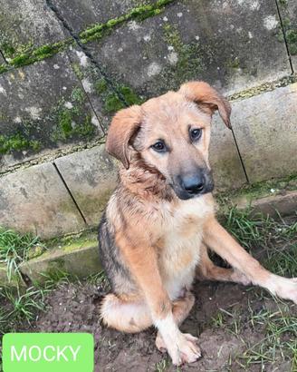Cuccioli in adozione