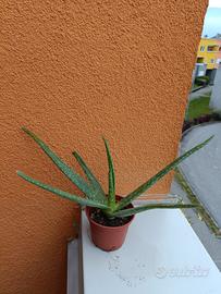 piantina Aloe