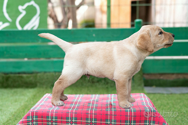 Cuccioli Labrador Retriever