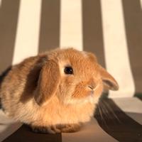 Cuccioli di ariete nano x minilop