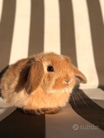 Cuccioli di ariete nano x minilop