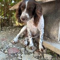Springer Spaniel