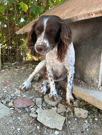 Springer Spaniel