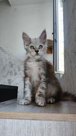 Cucciola Maine Coon Silver femmina