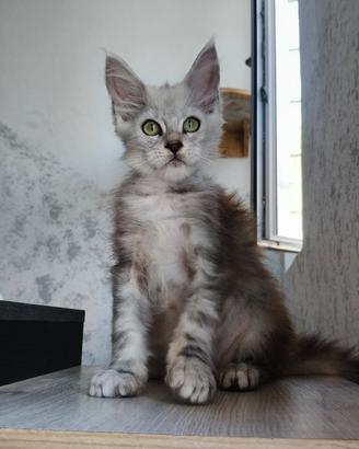 Cucciola Maine Coon Silver femmina