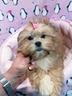 il-cugino-dello-shih-tzu-il-lhasa-apso-cuccioli