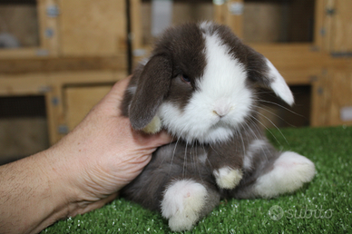 Coniglio nano minilop e ariete nano
