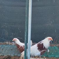 Coppia di Yokohama - Razza Ornamentale