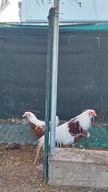 Coppia di Yokohama - Razza Ornamentale