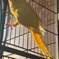 Parrocchetto dal collare