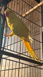 Parrocchetto dal collare