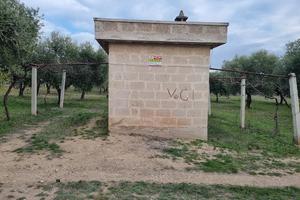 Piccolo uliveto con vano e pozzo sottostante