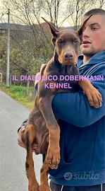 Dobermann femmina marrone