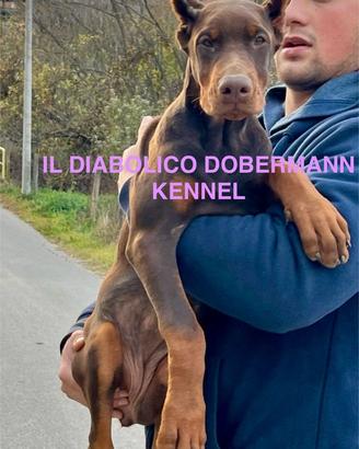 Dobermann femmina marrone