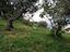 Immagine 11