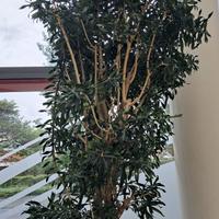 Dracena Pleomele esemplare