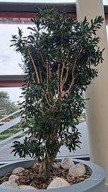 Dracena Pleomele esemplare