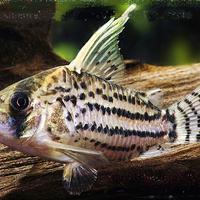 Corydoras super schwartzi cw028
