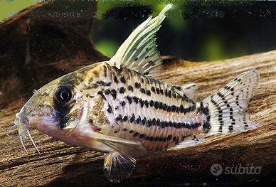 Corydoras super schwartzi cw028