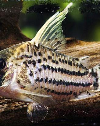 Corydoras super schwartzi cw028