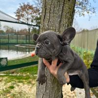 Bulldog francese