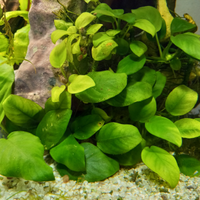 Anubias Barteri var. Nana