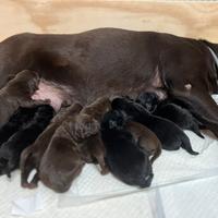 Cuccioli di Labrador neri e cioccolato