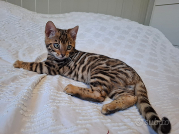 Cuccioli dai gatto bengala