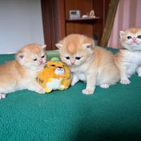 British Shorthair golden. Gattini Scottish
