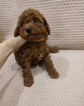 Cuccioli barboncino nati da pochi giorni