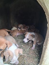 Cuccioli di taglia media
