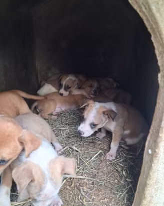 Cuccioli di taglia media