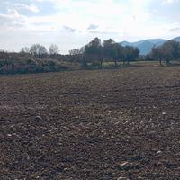 Terreno con ulivi 3661645392 euro 15000