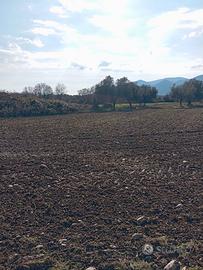 Terreno con ulivi 3661645392 euro 15000