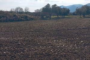 Terreno con ulivi 3661645392 euro 15000