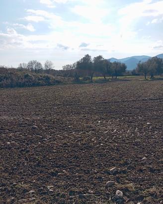 Terreno con ulivi 3661645392 euro 15000