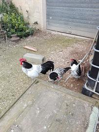 Galli Australorp e Gallina Lakenfelder