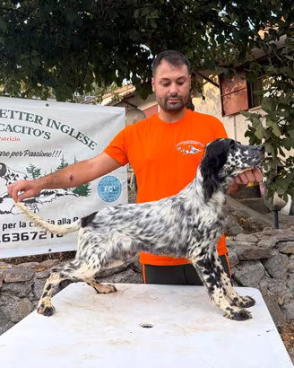 Cuccioli Setter inglesi