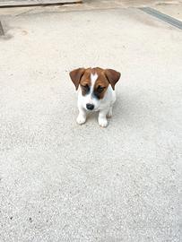 Cucciolo Jack Russell Terrier