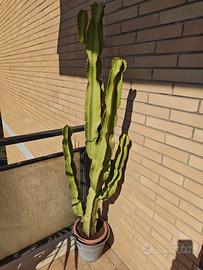 Pianta ornamentale Grande Euphorbia Ingens