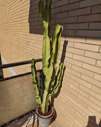 Pianta ornamentale Grande Euphorbia Ingens