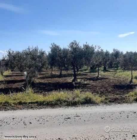 Selinunte Terreno Agricolo Con Vista Panoramica